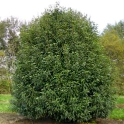 Portugisisk Laurbærkirsebær Prunus Lusitanica 'Angustifolia' Potte 5,0 Liter,- 60-80 Cm. -Siriu Planter Butik p4217 52813 prunus lusitanica angustifolia 476f