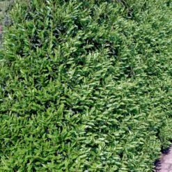 Portugisisk Laurbærkirsebær Prunus Lusitanica 'Angustifolia' Potte 5,0 Liter,- 60-80 Cm. -Siriu Planter Butik p4217 52814 prunus lusitanica angustifolia 66e8