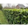 Kirsebærlaurbær 'Caucasica' Prunus Laurocerasus 'Caucasica' Med Klump,- 125-150 Cm. -Siriu Planter Butik p4445 34336 prunus laurocerasus caucasica 101e