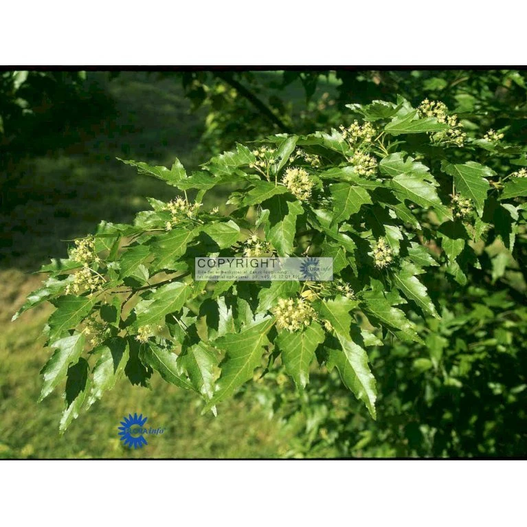 Ildløn Til Hæk Acer Ginnala 5 Liter Potte 3 Ildløn Til Hæk Acer Ginnala 5 Liter Potte