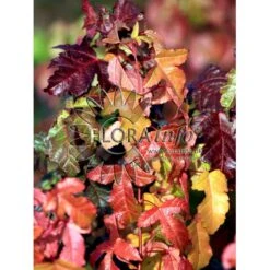 Ildløn Til Hæk Acer Ginnala 5 Liter Potte 12 Ildløn Til Hæk Acer Ginnala 5 Liter Potte -Siriu Planter Butik p4554 5794 acer ginnala 8d9d