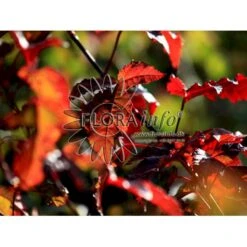 Ildløn Til Hæk Acer Ginnala 5 Liter Potte 13 Ildløn Til Hæk Acer Ginnala 5 Liter Potte -Siriu Planter Butik p4554 5795 acer ginnala 66be