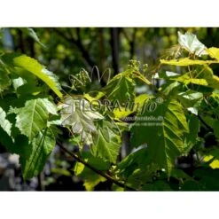 Ildløn Til Hæk Acer Ginnala 5 Liter Potte 14 Ildløn Til Hæk Acer Ginnala 5 Liter Potte -Siriu Planter Butik p4554 5796 acer ginnala d5cb