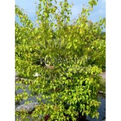 Ildløn Til Hæk Acer Ginnala 5 Liter Potte 15 Ildløn Til Hæk Acer Ginnala 5 Liter Potte -Siriu Planter Butik p4554 5797 acer ginnala bcf7