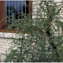 Japansk Lærk 'Diana' Larix Kaempferi 'Diana' Opstammet 90 Cm. 7,5 Liter Potte -Siriu Planter Butik p4666 3458 larix kaempferi diana c5d2