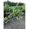Japansk Lærk 'Diana' Larix Kaempferi 'Diana' Opstammet 90 Cm. 7,5 Liter Potte -Siriu Planter Butik p4666 45642 larix kaempferi diana 4bf0