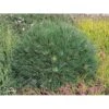 Bjergfyr 'Varella' Pinus Mugo 'Varella'(dværgform) Potte 2,0 Liter,- 25-30 Cm. -Siriu Planter Butik p4667 3459 pinus mugo varella 5da3