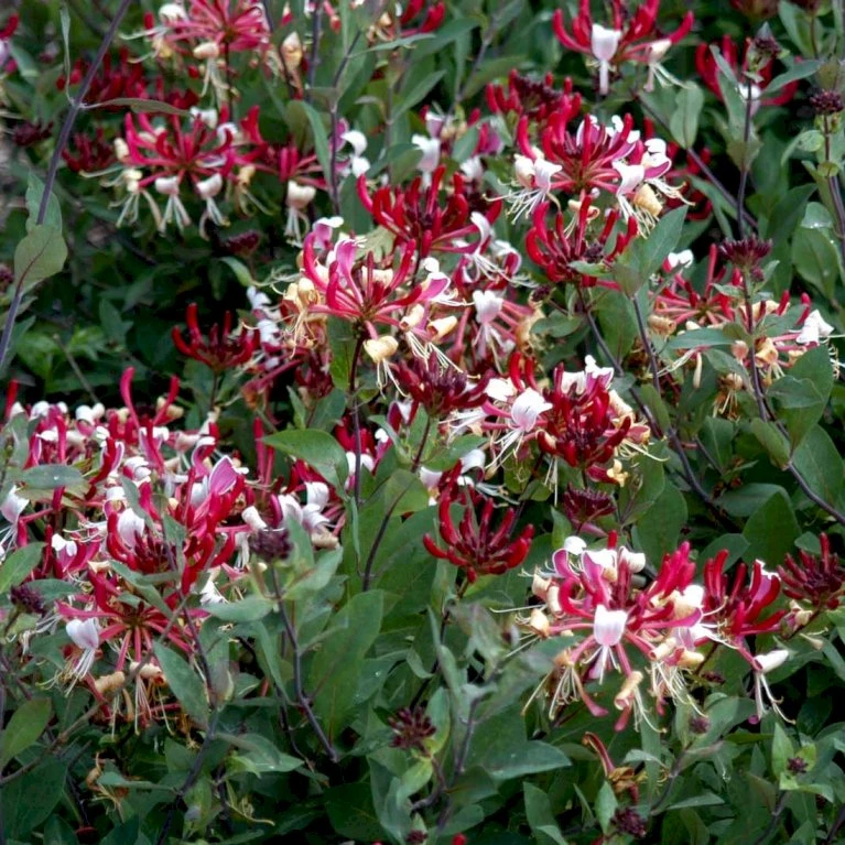 Siriu Planter Butik -Siriu Planter Butik p4671 48748 lonicera periclymenum serotina 760c