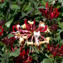 'Serotina' Lonicera Periclymenum 'Serotina' Potte 2,0 Liter,- Opbundet -Siriu Planter Butik p4671 48749 lonicera periclymenum serotina d72b