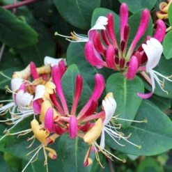 'Serotina' Lonicera Periclymenum 'Serotina' Potte 2,0 Liter,- Opbundet -Siriu Planter Butik p4671 50616 lonicera periclymenum serotina 41d0