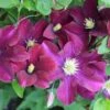 Klematis 'Warszawska Nike' Clematis Hybrid 'Warszawska Nike' Potte 2,0 Liter,- Opbundet 60-100 Cm -Siriu Planter Butik p4713 27679 clematis hybrid warszawska nike dbed