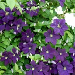 Italiensk Skovranke 'Etoile Violette' Clematis Viticella 'Etoile Violette' Potte 5,0 Liter,- Opbundet 100-150 Cm. -Siriu Planter Butik p4718 48666 clematis viticella etoile violette 5026