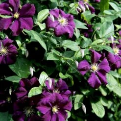 Italiensk Skovranke 'Etoile Violette' Clematis Viticella 'Etoile Violette' Potte 5,0 Liter,- Opbundet 100-150 Cm. -Siriu Planter Butik p4718 48667 clematis viticella etoile violette 9146