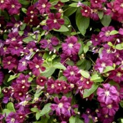 Italiensk Skovranke 'Etoile Violette' Clematis Viticella 'Etoile Violette' Potte 5,0 Liter,- Opbundet 100-150 Cm. -Siriu Planter Butik p4718 48668 clematis viticella etoile violette 6330