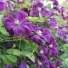 Italiensk Skovranke 'Polish Spirit' Clematis Viticella 'Polish Spirit' Potte 5,0 Liter,- Opbundet 100-150 Cm. -Siriu Planter Butik p4719 27702 clematis viticella polish spirit bdc6