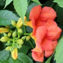 Almindelig Trompetblomst Campsis Radicans Potte 2,0 Liter,- Opbundet 60-100 Cm -Siriu Planter Butik p490 50543 campsis radicans 2743