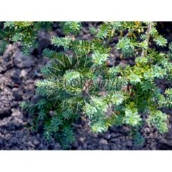 Dværg Stentaks 'Blue Gem' Podocarpus Lawrencii 'Blue Gem' Potte 3,0 Liter,- 20-25 Cm. 8 Dværg Stentaks 'Blue Gem' Podocarpus Lawrencii 'Blue Gem' Potte 3,0 Liter,- 20-25 Cm. -Siriu Planter Butik p4957 3673 podocarpus lawrencii blue gem 9766