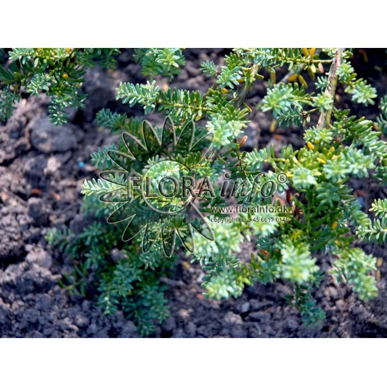 Dværg Stentaks 'Blue Gem' Podocarpus Lawrencii 'Blue Gem' Potte 3,0 Liter,- 20-25 Cm. 5 Dværg Stentaks 'Blue Gem' Podocarpus Lawrencii 'Blue Gem' Potte 3,0 Liter,- 20-25 Cm. - Billede 3