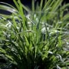 Star 'Ice Dance' Carex Morrowii 'Ice Dance' 1 Liter Potte -Siriu Planter Butik p4966 50896 carex morrowii ice dance 598a
