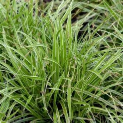 Star 'Ice Dance' Carex Morrowii 'Ice Dance' 1 Liter Potte -Siriu Planter Butik p4966 50897 carex morrowii ice dance c583