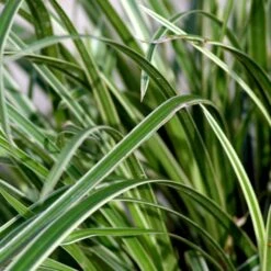 Star 'Ice Dance' Carex Morrowii 'Ice Dance' 1 Liter Potte -Siriu Planter Butik p4966 50898 carex morrowii ice dance 5a9a