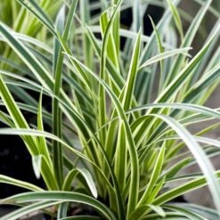 Star 'Ice Dance' Carex Morrowii 'Ice Dance' 1 Liter Potte -Siriu Planter Butik p4966 50899 carex morrowii ice dance 9d7b