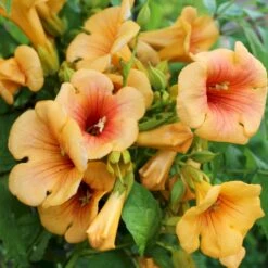 Trompetblomst 'Indian Summer'® Campsis X Tagliabuana 'Indian Summer'® Potte 2,0 Liter,- Opbundet