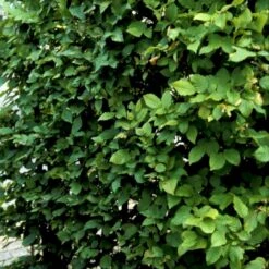 Avnbøg Carpinus Betulus Barrods,- 3 års (1/2) 100-125 Cm. Hækkvalitet. -Siriu Planter Butik p500 54057 carpinus betulus 8ae9