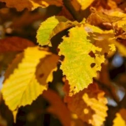 Avnbøg Carpinus Betulus Barrods,- 3 års (1/2) 100-125 Cm. Hækkvalitet. -Siriu Planter Butik p500 54058 carpinus betulus 7bb1