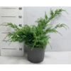 Kinesisk Enebær 'Blue Alps' Juniperus Chinensis 'Blue Alps' Potte 7,5 Liter 40-60 Cm. 1 Kinesisk Enebær 'Blue Alps' Juniperus Chinensis 'Blue Alps' Potte 7,5 Liter 40-60 Cm. -Siriu Planter Butik p5026 41439 juniperus chinensis blue alps fa48