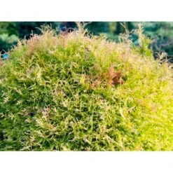 Thuja 'Rheingold' Thuja Occidentalis 'Rheingold' Potte 3,0 Liter,- 25-30 Cm. 12 Thuja 'Rheingold' Thuja Occidentalis 'Rheingold' Potte 3,0 Liter,- 25-30 Cm. -Siriu Planter Butik p5029 54755 thuja occidentalis rheingold dvaergform 72f7