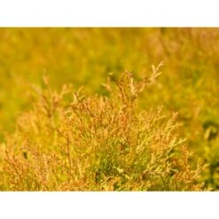 Thuja 'Rheingold' Thuja Occidentalis 'Rheingold' Potte 3,0 Liter,- 25-30 Cm. 13 Thuja 'Rheingold' Thuja Occidentalis 'Rheingold' Potte 3,0 Liter,- 25-30 Cm. -Siriu Planter Butik p5029 54756 thuja occidentalis rheingold dvaergform bea6