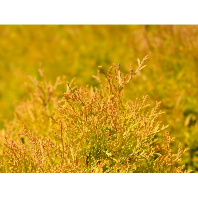 Thuja 'Rheingold' Thuja Occidentalis 'Rheingold' Potte 3,0 Liter,- 25-30 Cm. 6 Thuja 'Rheingold' Thuja Occidentalis 'Rheingold' Potte 3,0 Liter,- 25-30 Cm. - Billede 4