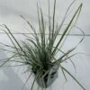 Star 'Everest' Carex Oshimensis 'Everest' 1 Liter Potte -Siriu Planter Butik p5106 34099 carex oshimensis everest e2ec
