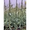 Libanon Ceder 'Glauca' Cedrus Libani 'Glauca' Potte 3,0 Liter,- 80-100 Cm. 2 Libanon Ceder 'Glauca' Cedrus Libani 'Glauca' Potte 3,0 Liter,- 80-100 Cm. -Siriu Planter Butik p512 36871 cedrus atlantica glauca bc03