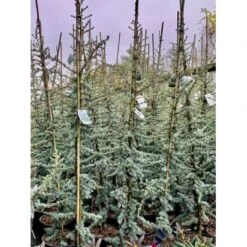 Libanon Ceder 'Glauca' Cedrus Libani 'Glauca' Potte 3,0 Liter,- 80-100 Cm.