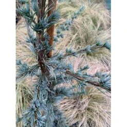 Libanon Ceder 'Glauca' Cedrus Libani 'Glauca' Potte 3,0 Liter,- 80-100 Cm. -Siriu Planter Butik p512 36872 cedrus atlantica glauca 2c20