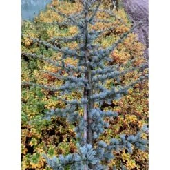 Libanon Ceder 'Glauca' Cedrus Libani 'Glauca' Potte 3,0 Liter,- 80-100 Cm. -Siriu Planter Butik p512 36875 cedrus atlantica glauca 17f4