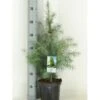 Himalaya Ceder Cedrus Deodara Potte 3,0 Liter,- 40-60 Cm. -Siriu Planter Butik p513 11423 cedrus deodara 20c6