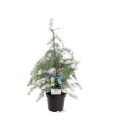 Himalaya Ceder Cedrus Deodara Potte 3,0 Liter,- 40-60 Cm. -Siriu Planter Butik p513 39518 image 759f