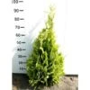 Cypres 'Ivonne' Chamaecyparis Lawsoniana 'Ivonne' Med Klump,- 80-100 Cm. -Siriu Planter Butik p542 52568 chamaecyparis lawsoniana ivonne 870f