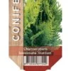 Ædelcypres 'Stardust' Chamaecyparis Lawsoniana 'Stardust' Potte 2,0 Liter,- 25-30 Cm.