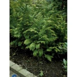 Ædelcypres 'Stardust' Chamaecyparis Lawsoniana 'Stardust' Potte 2,0 Liter,- 25-30 Cm. -Siriu Planter Butik p544 443 chamaecyparis lawsoniana stardust 911e