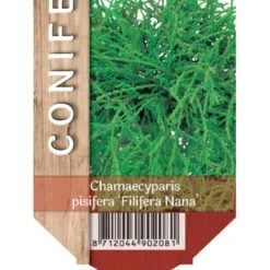 Tråd Ærtecypres 'Filifera Nana' Chamaecyprais Pisifera 'Filifera Nana' Potte 2,0 Liter,- 20-25 Cm.