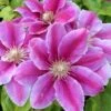 Klematis 'Dr. Ruppel' Clematis Hybrid 'Dr. Ruppel' Potte 2,0 Liter,- Opbundet -Siriu Planter Butik p568 27681 clematis hybrid dr ruppel f7da