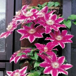 Klematis 'Dr. Ruppel' Clematis Hybrid 'Dr. Ruppel' Potte 2,0 Liter,- Opbundet -Siriu Planter Butik p568 48562 clematis hybrid dr ruppel 8862