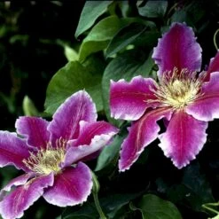 Klematis 'Dr. Ruppel' Clematis Hybrid 'Dr. Ruppel' Potte 2,0 Liter,- Opbundet -Siriu Planter Butik p568 48563 clematis hybrid dr ruppel f304