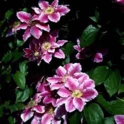 Klematis 'Dr. Ruppel' Clematis Hybrid 'Dr. Ruppel' Potte 2,0 Liter,- Opbundet -Siriu Planter Butik p568 48564 clematis hybrid dr ruppel 8878