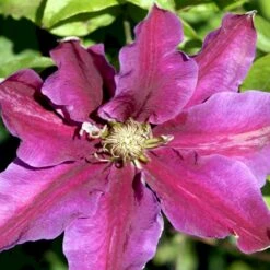 Klematis 'Dr. Ruppel' Clematis Hybrid 'Dr. Ruppel' Potte 2,0 Liter,- Opbundet -Siriu Planter Butik p568 48565 clematis hybrid dr ruppel 3c03