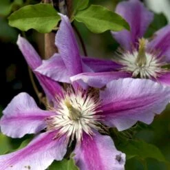 Klematis 'Dr. Ruppel' Clematis Hybrid 'Dr. Ruppel' Potte 2,0 Liter,- Opbundet -Siriu Planter Butik p568 48566 clematis hybrid dr ruppel 0445